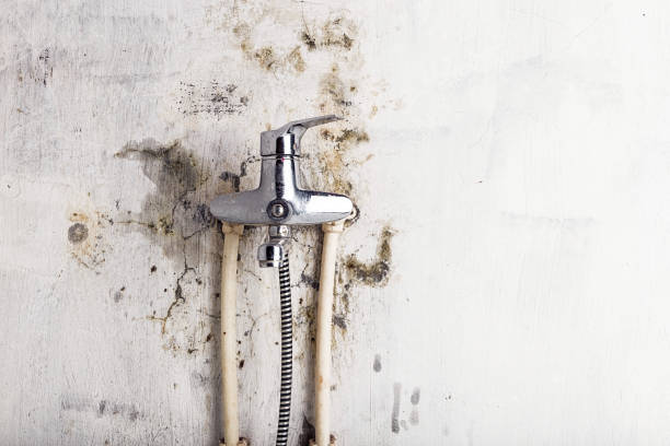 Best Insurance-Related Mold Remediation in Lexington, WA