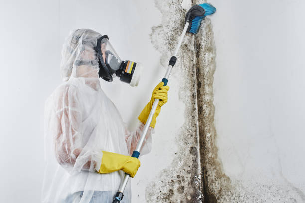 Best Residential Mold Remediation in Lexington, WA