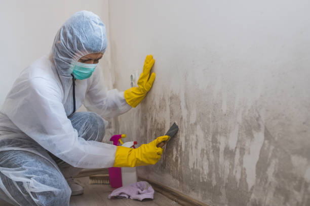 Best Emergency Mold Remediation in Lexington, WA