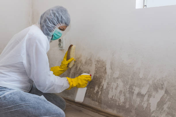 Best Bathroom Mold Remediation in Lexington, WA