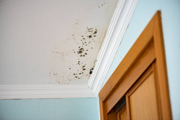 Best Health and Safety Mold Remediation in Lexington, WA