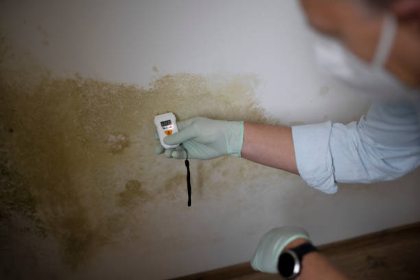 Best Localized Mold Remediation (e.g., coastal areas, humid climates) in Lexington, WA