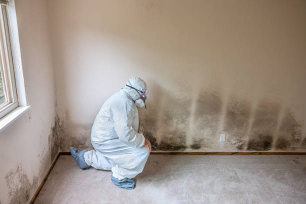 Best Mold Remediation for Specific Building Types in Lexington, WA