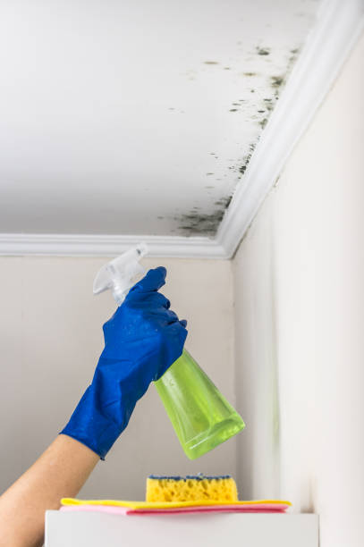 Best Health and Safety Mold Remediation in Lexington, WA